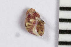 Eulithidium pulloides