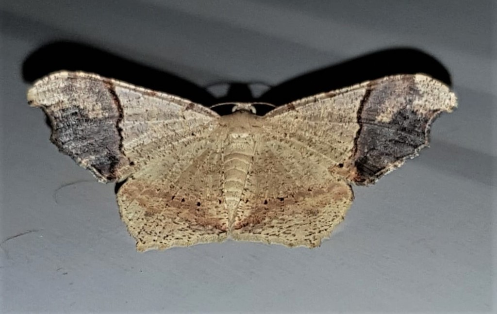 Macaria gambarina