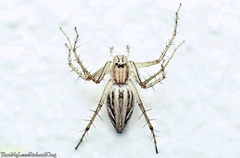Oxyopes javanus