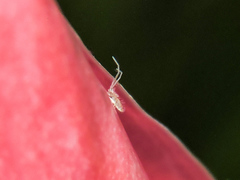 Entomobryoidea