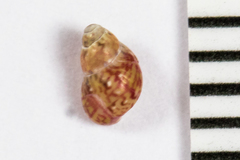 Eulithidium pulloides