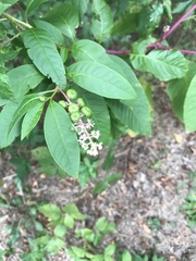 Phytolacca americana