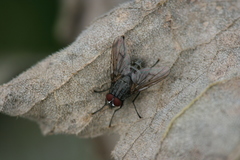Helina evecta