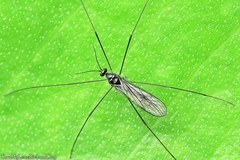 Gnophomyia