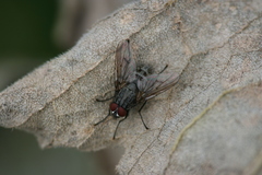 Helina evecta