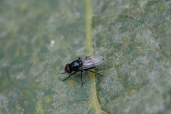 Hydrotaea ignava