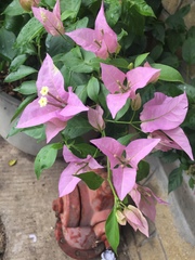 Bougainvillea