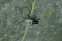 Hydrotaea ignava