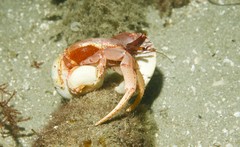 Paguristes frontalis