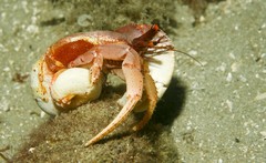 Paguristes frontalis