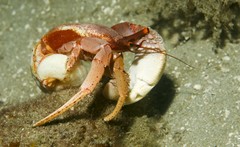 Paguristes frontalis