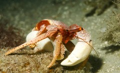 Paguristes frontalis