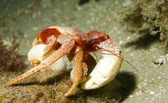 Paguristes frontalis