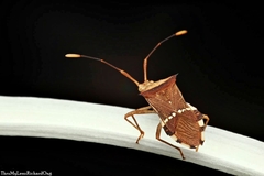 Cletomorpha benita