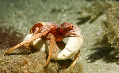 Paguristes frontalis