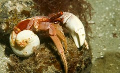 Paguristes frontalis