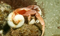 Paguristes frontalis