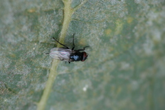 Hydrotaea ignava