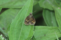 Hesperiidae