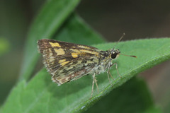 Hesperiidae