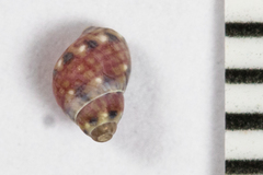 Eulithidium pulloides