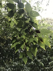 Celtis australis