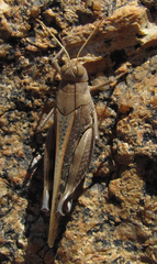 Acorypha
