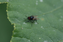 Hydrotaea diabolus