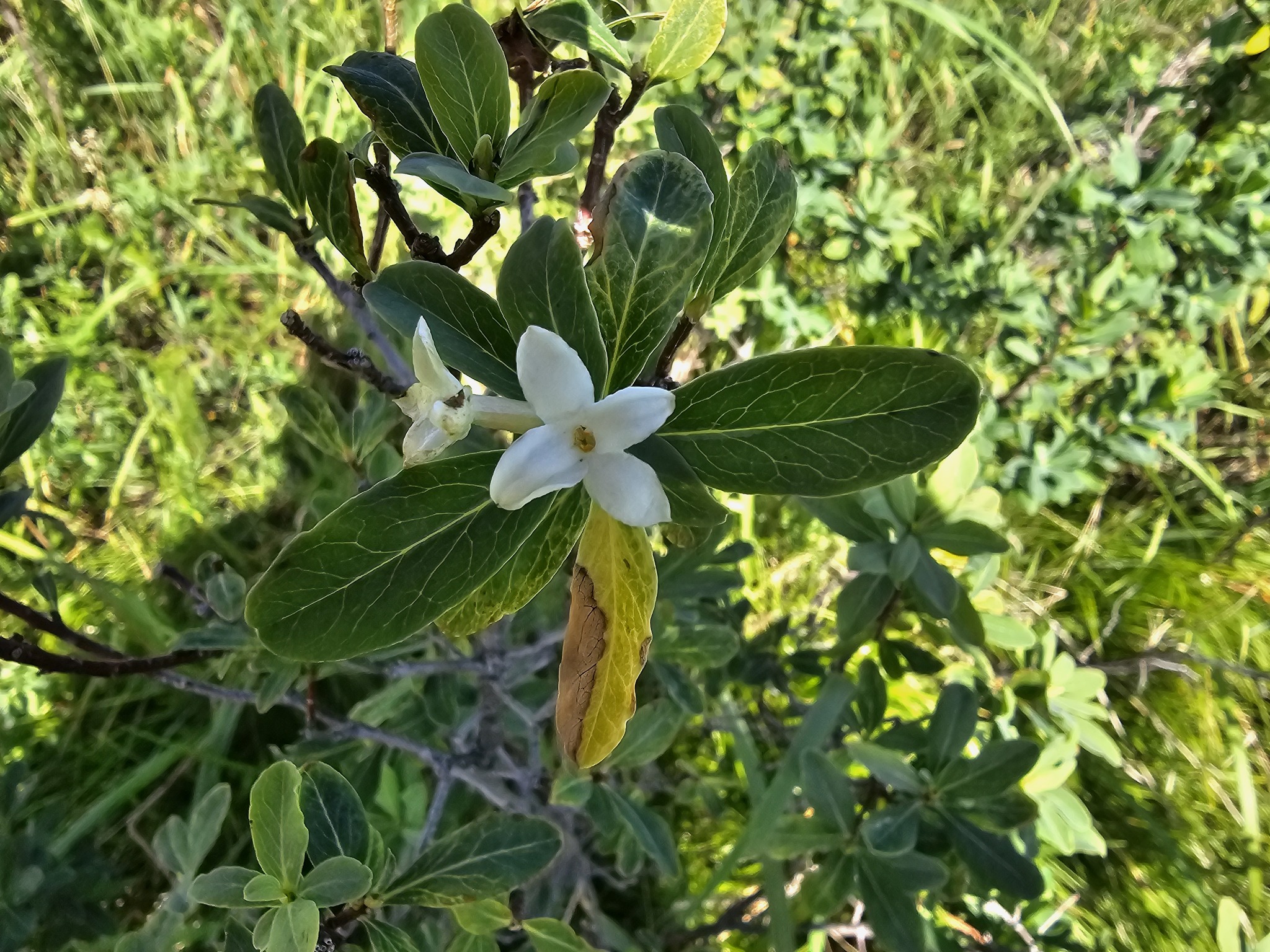 Altai Mezereon (Daphne altaica)