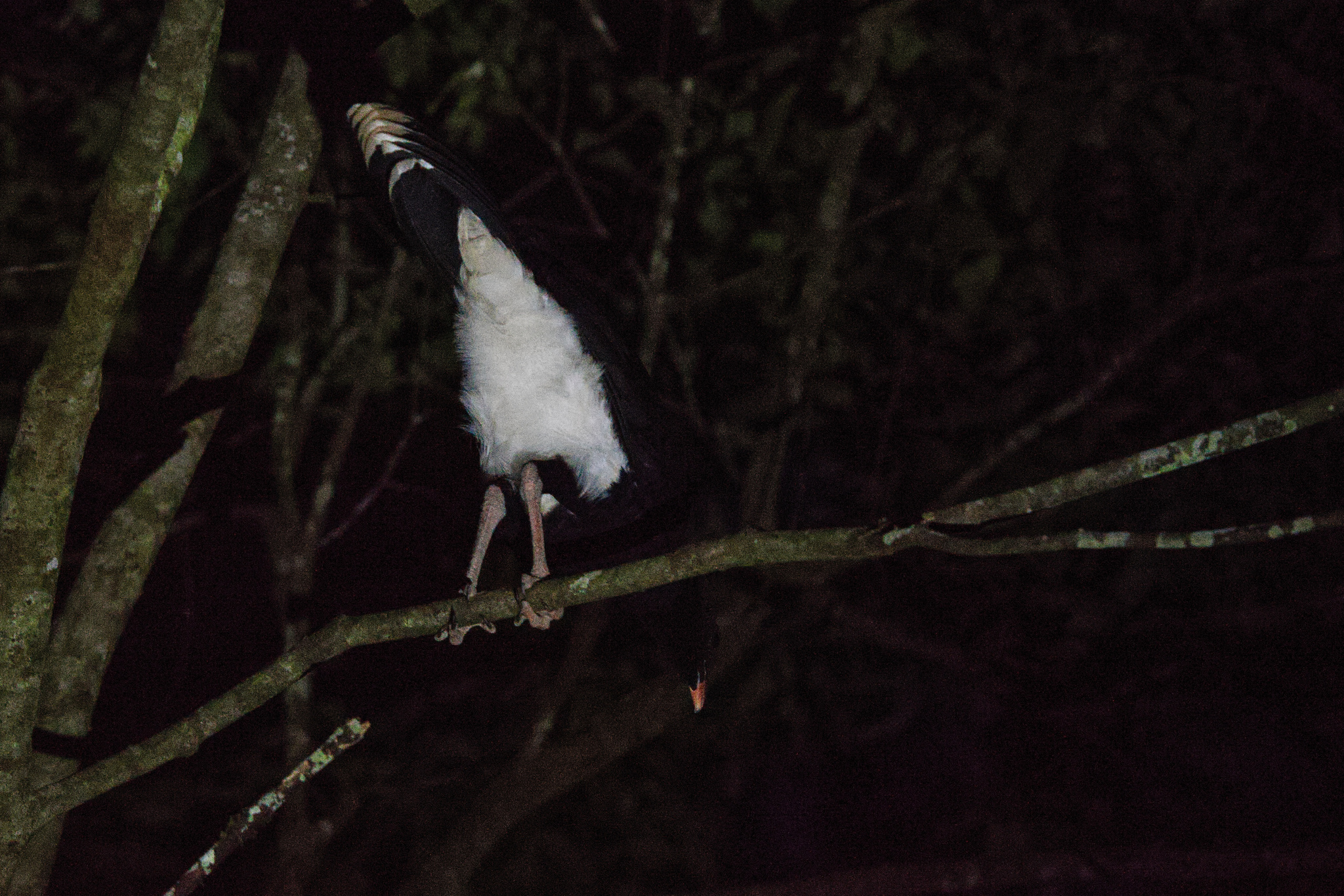 Salvin's Curassow (Mitu salvini), photo 2