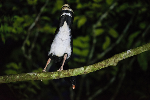 Salvin's Curassow (Mitu salvini)