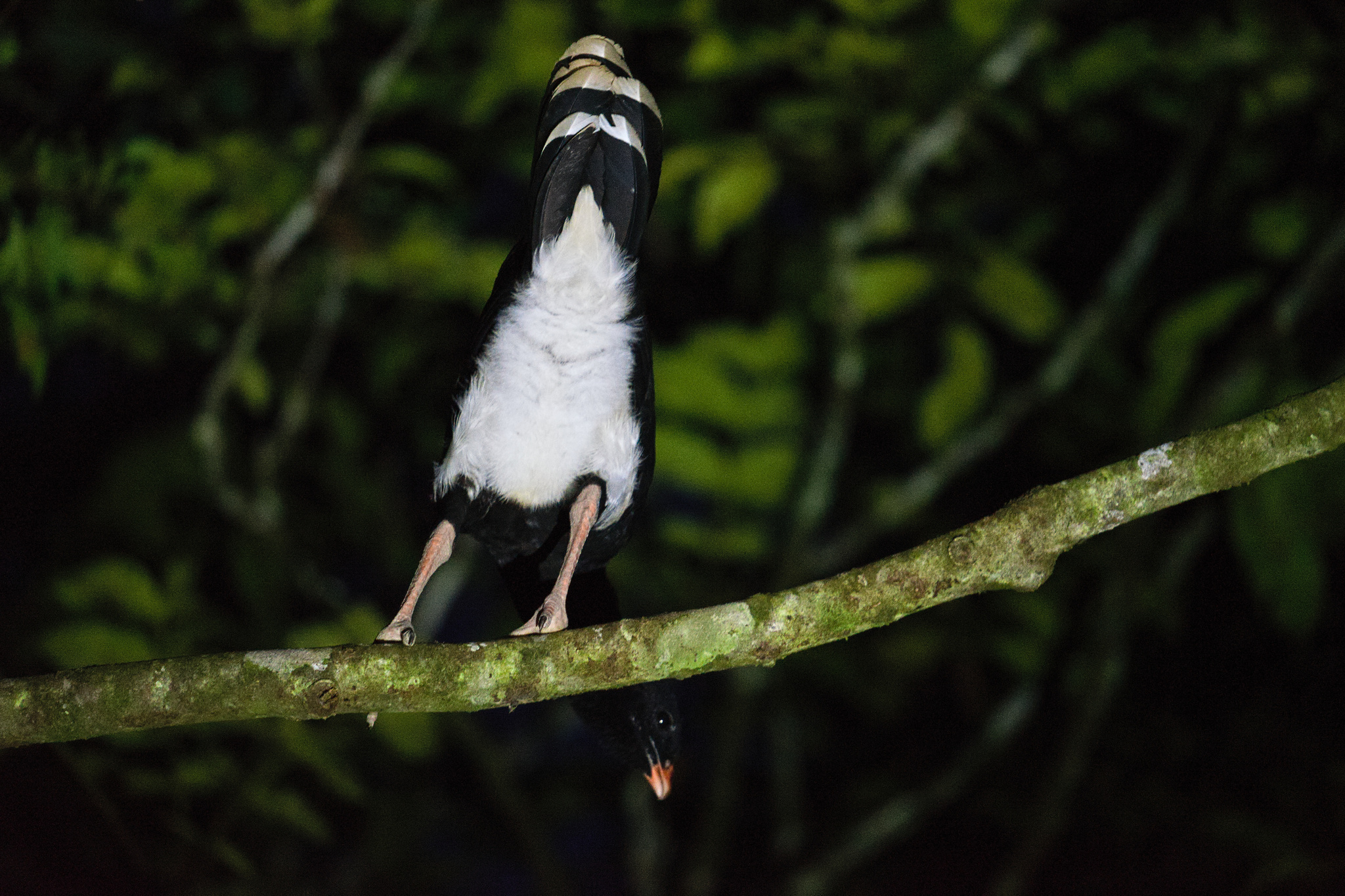 Salvin's Curassow (Mitu salvini), photo 1