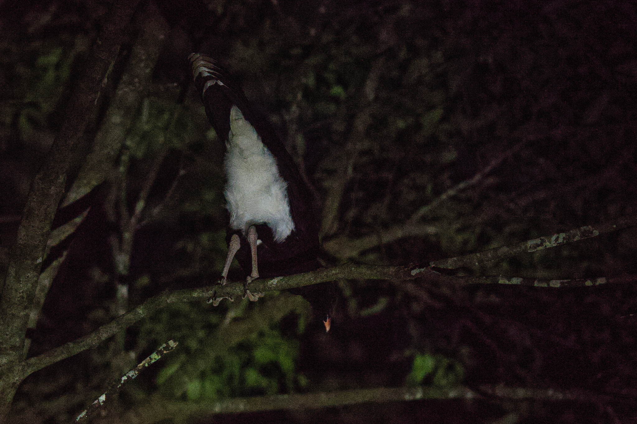 Salvin's Curassow (Mitu salvini), photo 3