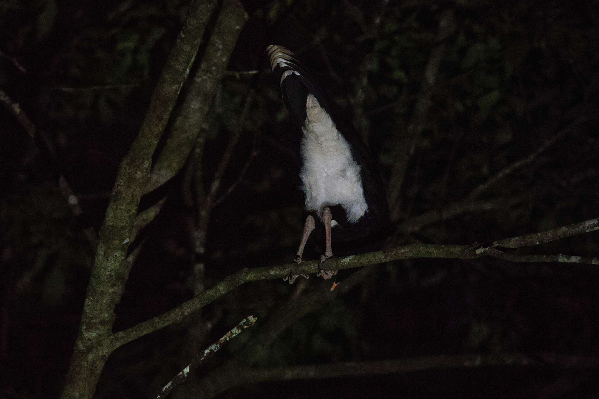 Salvin's Curassow (Mitu salvini), photo 4