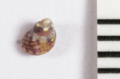 Eulithidium pulloides