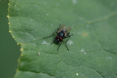Hydrotaea diabolus