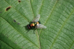 Pyrellia vivida