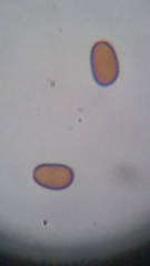 Psathyrella carinthiaca