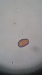 Psathyrella carinthiaca