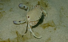 Common Sand Crab