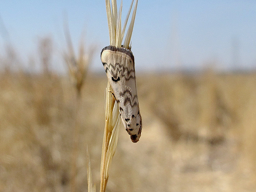 Euzophera lunulella