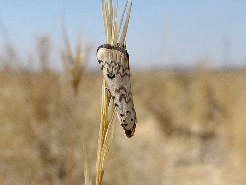 Phycide à lunules