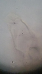 Psathyrella carinthiaca