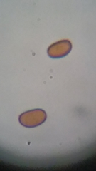 Psathyrella carinthiaca