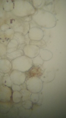 Psathyrella carinthiaca