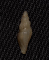 Guraleus tasmanicus