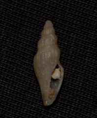 Guraleus tasmanicus