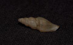 Guraleus tasmanicus