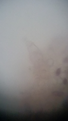 Psathyrella carinthiaca