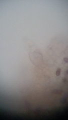 Psathyrella carinthiaca